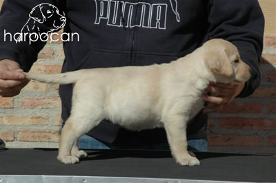 Cachorro de Harpocan
