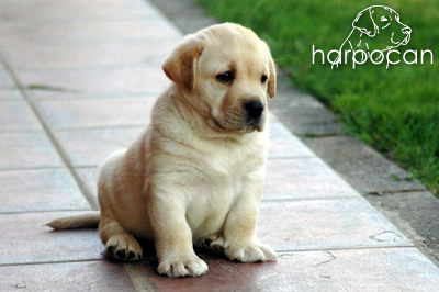 Cachorro de Harpocan