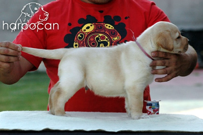 Cachorro de Harpocan