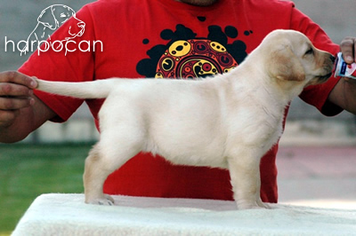 Cachorro de Harpocan