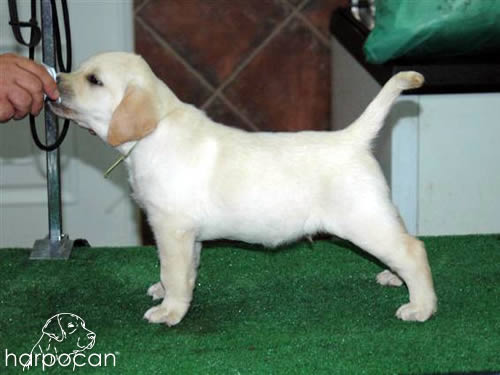 Cachorros de Harpocan