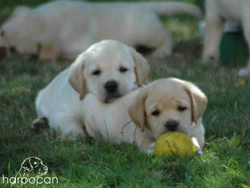 Cachorros de Harpocan
