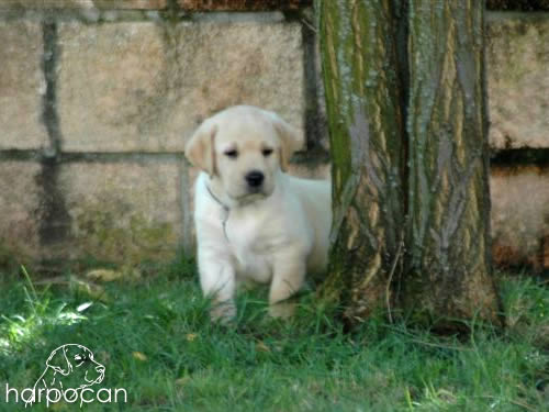 Cachorros de Harpocan