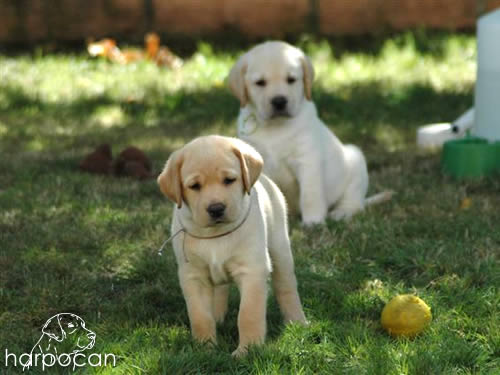 Cachorros de Harpocan