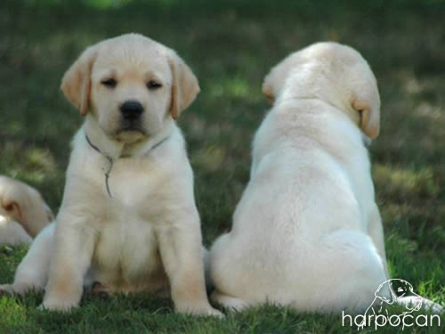 Cachorros de Harpocan