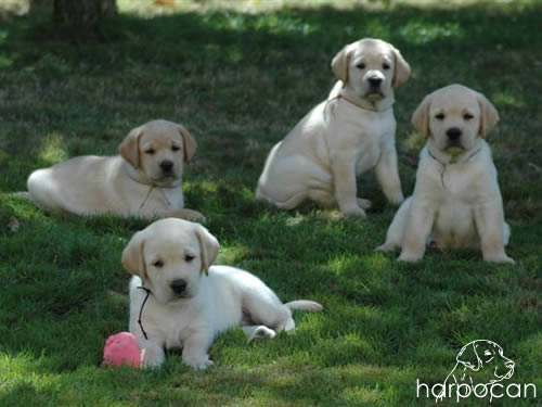 Cachorros de Harpocan