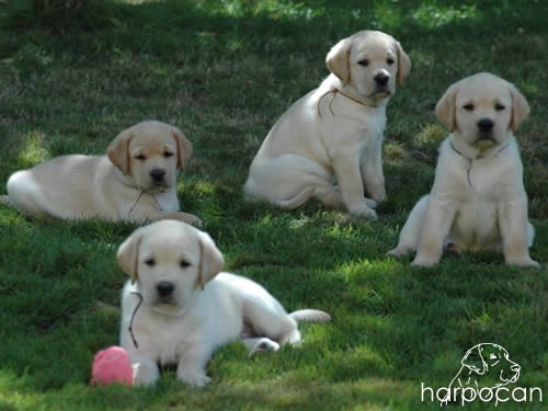 Cachorros de Harpocan