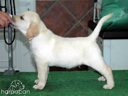 Cachorros de Harpocan