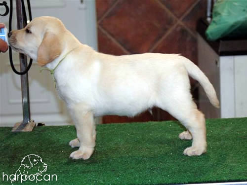 Cachorros de Harpocan