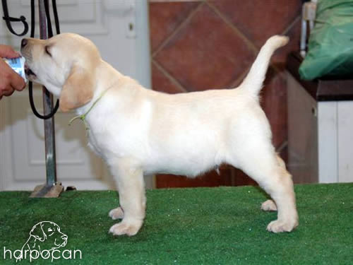 Cachorros de Harpocan