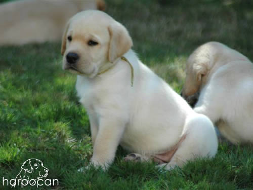 Cachorros de Harpocan
