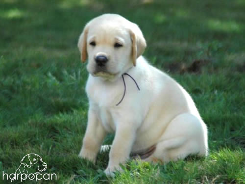 Cachorros de Harpocan