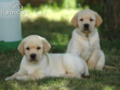 Cachorros de Harpocan
