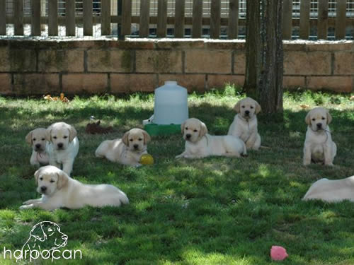 Cachorros de Harpocan