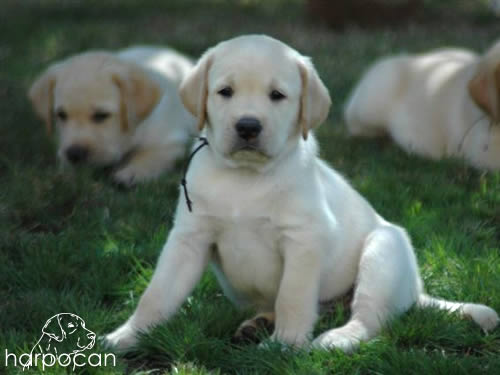 Cachorros de Harpocan