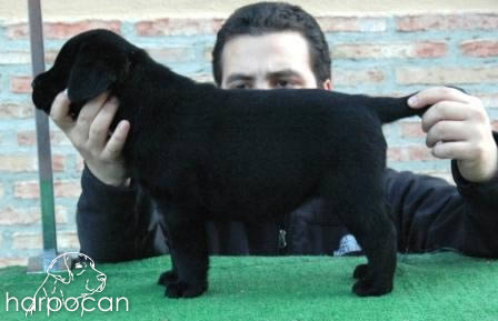 Cachorros de Harpocan