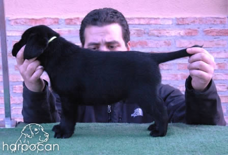Cachorros de Harpocan