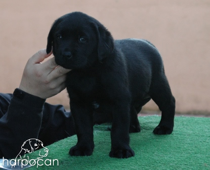 Cachorros de Harpocan