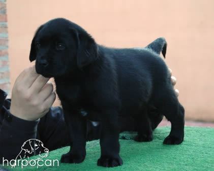 Cachorros de Harpocan