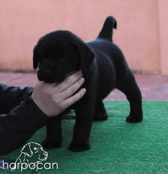 Cachorros de Harpocan