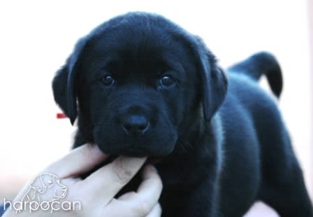 Cachorros de Harpocan