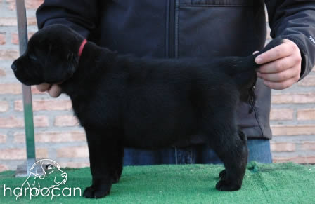 Cachorros de Harpocan