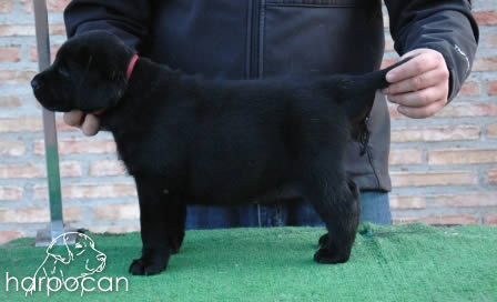 Cachorros de Harpocan