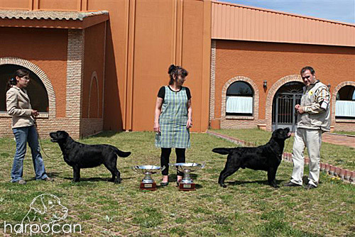 Harpocan Labradores