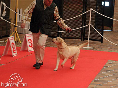 Harpocan Labradores