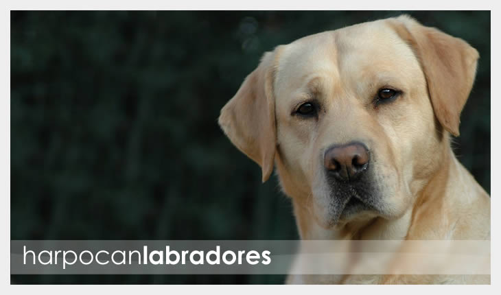 harpocan labradores