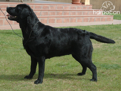 Plasencia de Harpocan