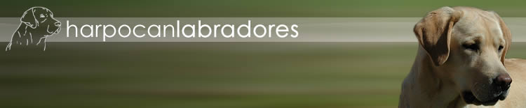 harpocan labradores
