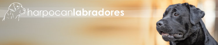 harpocan labradores